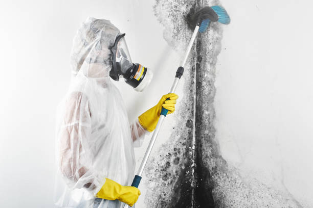 Best Emergency Mold Remediation  in Frederick, OK