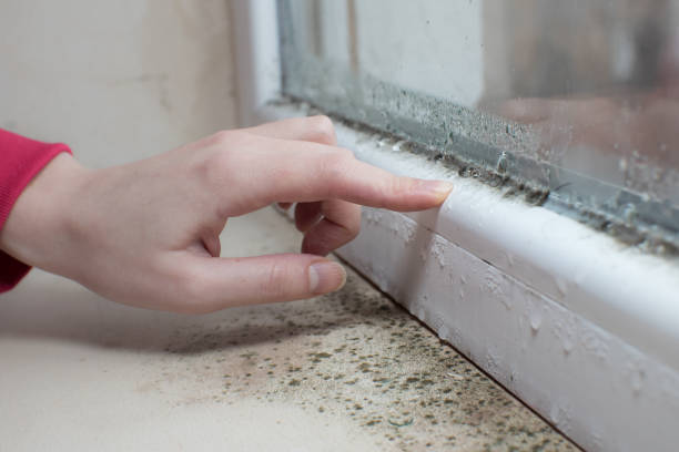 Best Environmental Consulting for Mold Prevention  in Frederick, OK