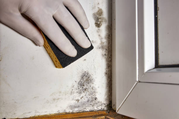 Best Mold Documentation for Insurance Claims  in Frederick, OK